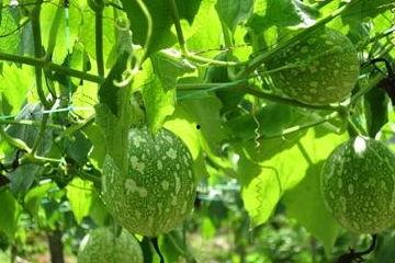 吊瓜变白色可以吃吗视频,食用安全与口感升级