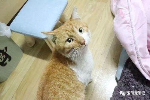 猫尿瓜怎样吃才好吃视频,视频教你轻松享美食