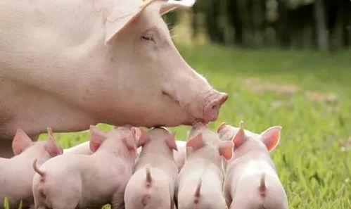 猪可以吃生瓜吗视频讲解,视频解析揭示真相