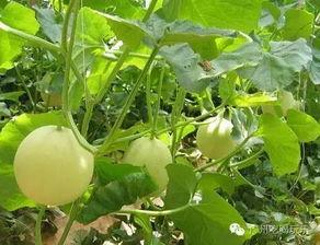 吃田瓜视频,一场味蕾与自然的邂逅之旅