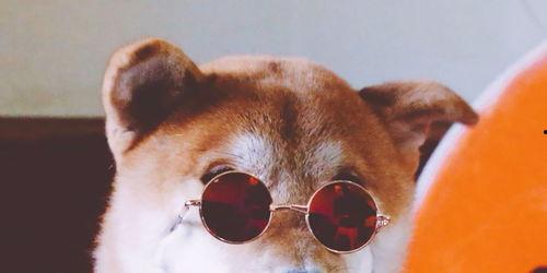 狗哥吃瓜视频大全集,笑料百出，揭秘娱乐圈幕后趣闻