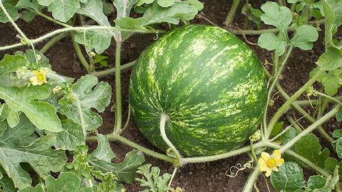 吃三百瓜长胖吗视频大全,揭秘瓜类美食与体重变化的秘密