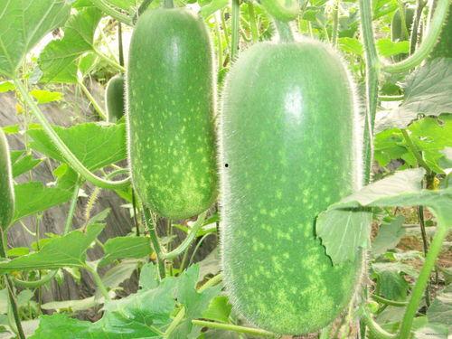 吃刺瓜搞笑视频大全集下载,欢乐时刻一网打尽