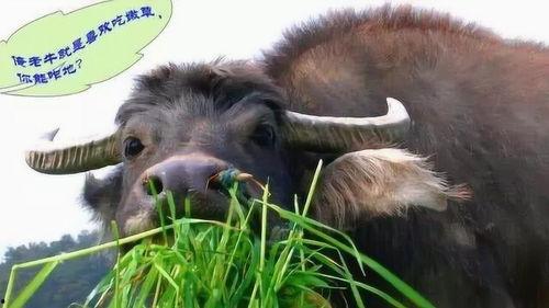 牛吃老瓜的视频在线观看,一场别开生面的田园奇遇