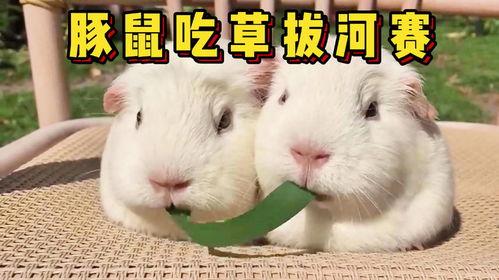 荷兰猪吃哈密瓜视频教程,轻松喂食，健康快乐成长