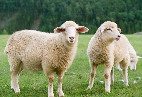 羊可以吃板栗瓜吗图片视频,揭秘羊可以吃板栗瓜的奥秘