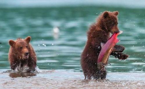 吃瓜小熊外国人视频大全,全球吃瓜小熊趣味视频大盘点