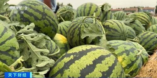 全网最恶心吃瓜视频大全,揭秘网络恶搞的黑暗面