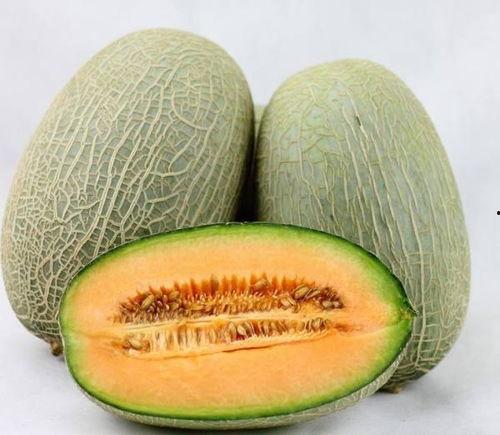 吃哈密瓜小狗会死吗视频,揭秘吃哈密瓜小狗死亡真相