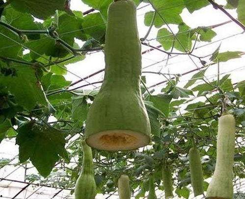 砍瓜怎么砍着吃视频,砍瓜新吃法，轻松解锁美味新境界