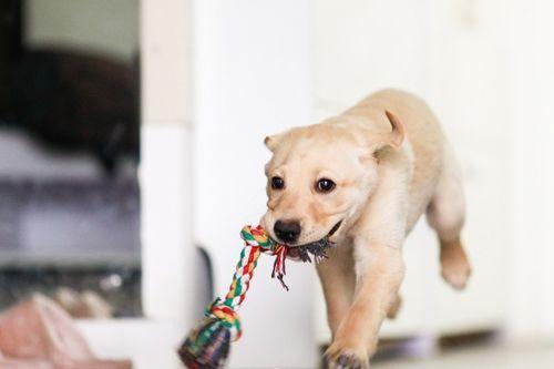 狗吃麻瓜的视频,萌态百出引网友热议