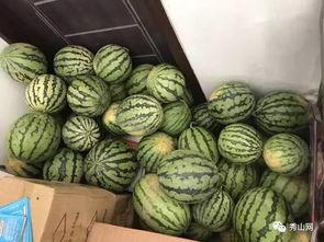 西瓜群吃大瓜视频
