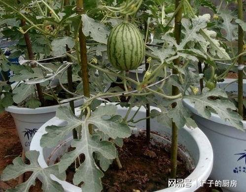 福瓜长芽可以吃吗视频播放,能否食用及营养分析